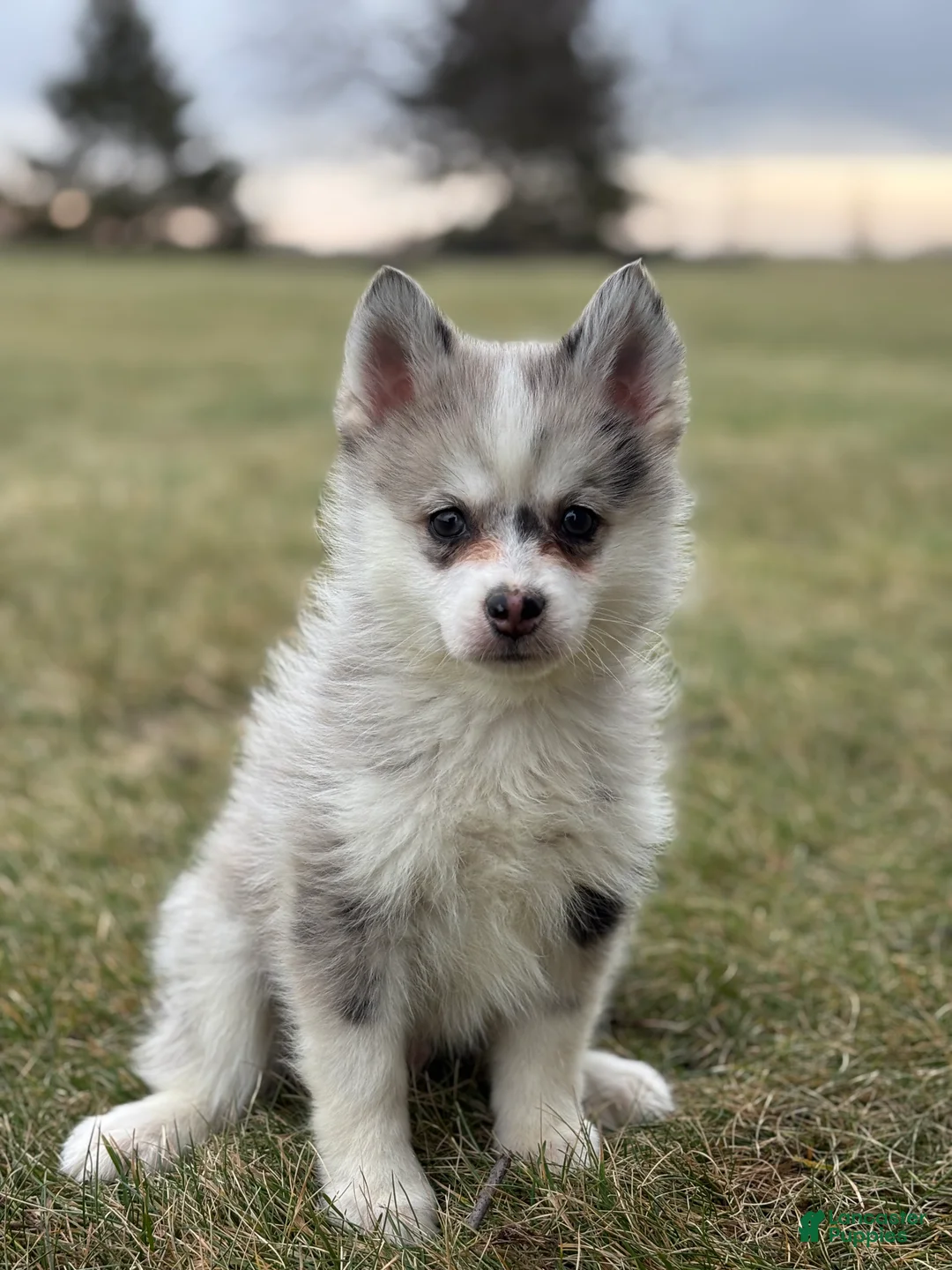 Pomsky dogs for sale: Timothy - Ad 1