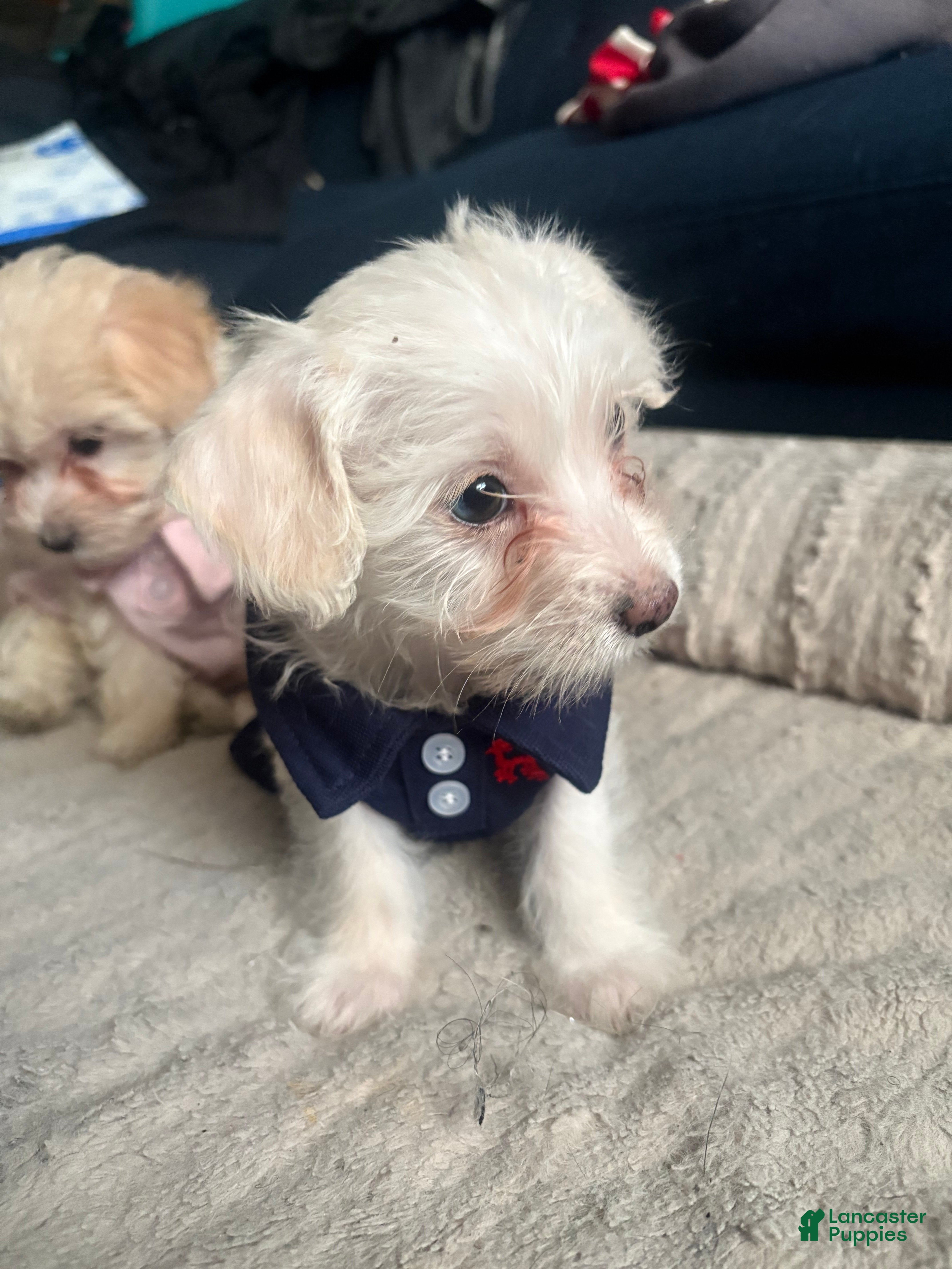 Mixed Breed dogs Mixed Breed Puppy 1 - Ad 1