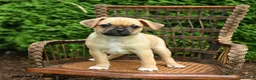 Jug dogs for sale: Kermit - Ad 2
