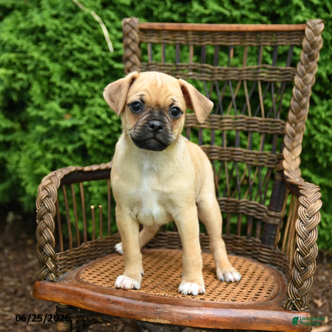 Jug dogs for sale: Kermit - Ad 2