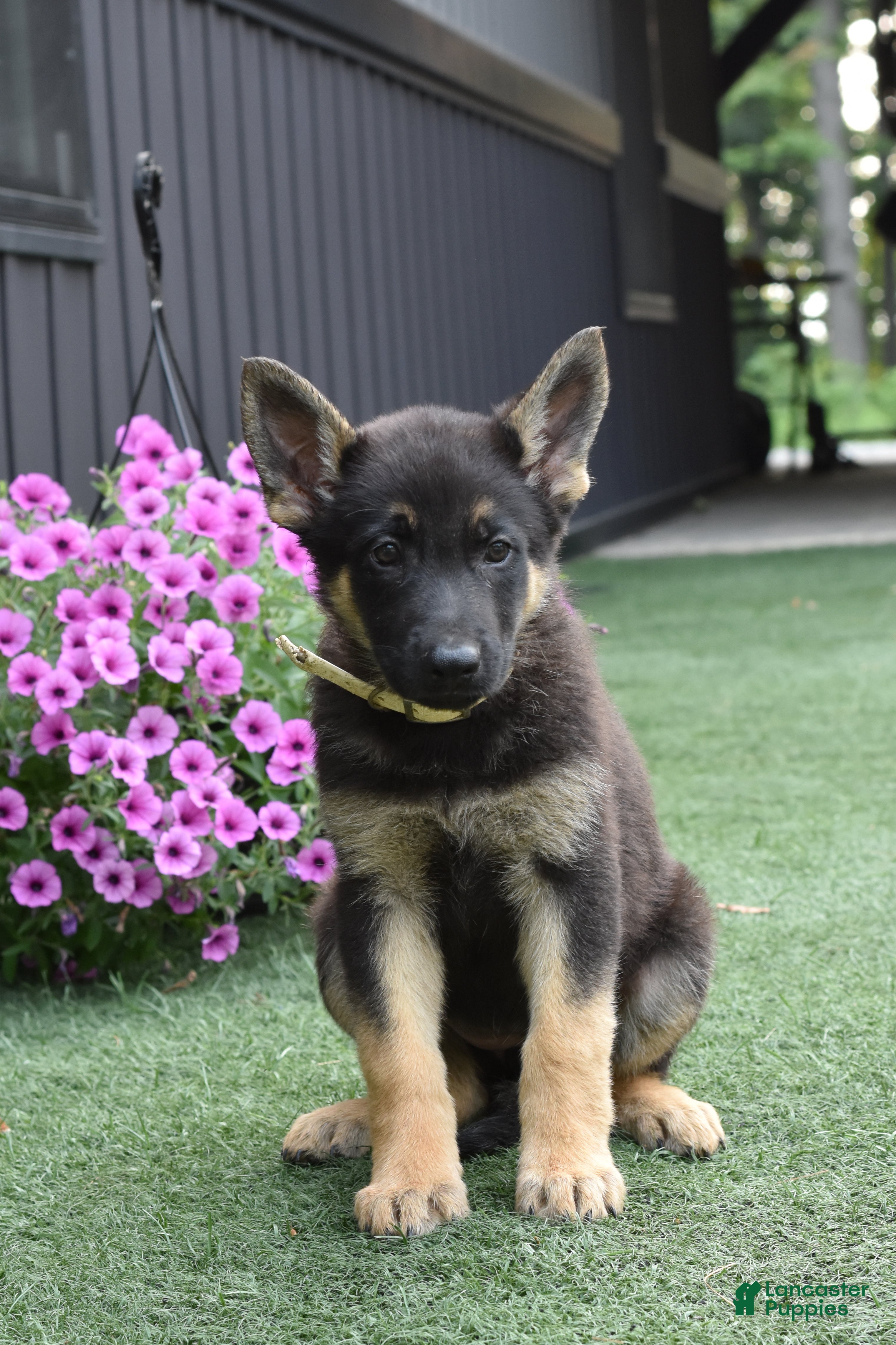 German Shepherd dogs April - Ad 1