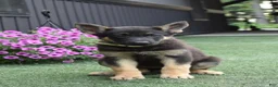 German Shepherd dogs for sale: April - Ad 1