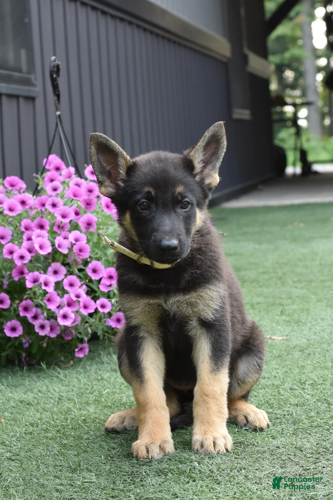 German Shepherd dogs for sale: April - Ad 1