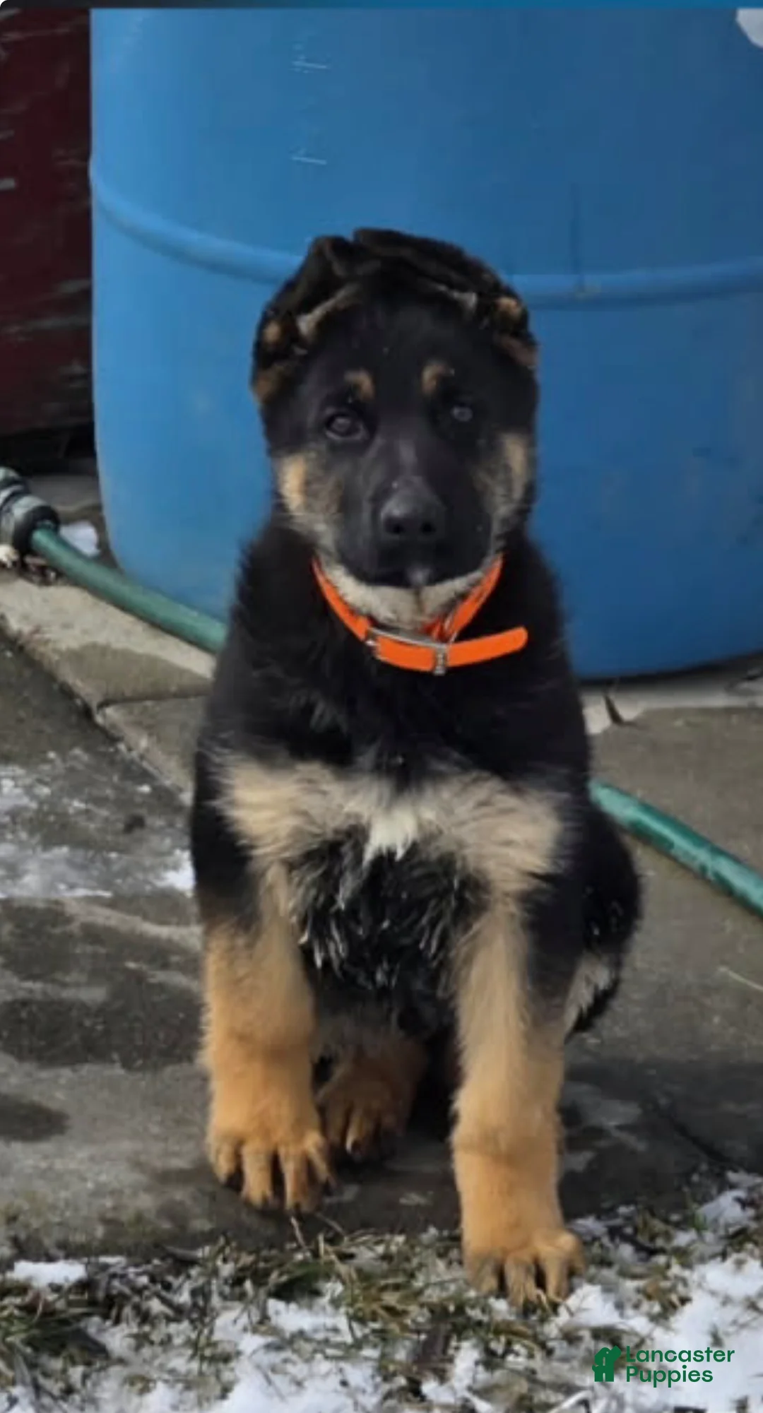 German Shepherd dogs for sale: German Shepherd Puppy 1 - Ad 1