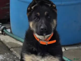 German Shepherd dogs German Shepherd Puppy 1 - Ad 32