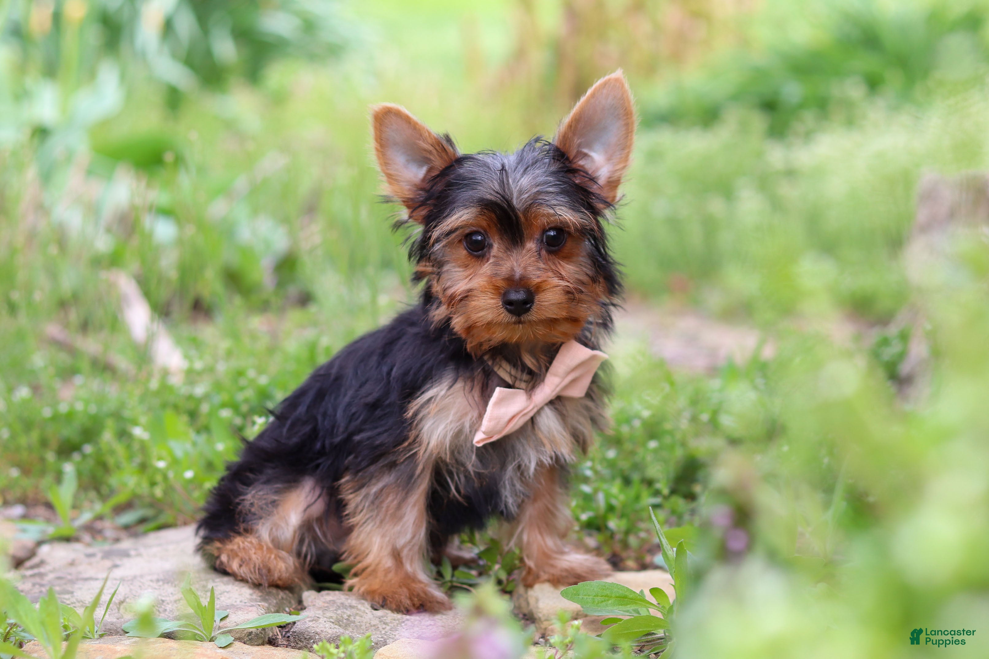 Yorkshire Terrier dogs Connor - Ad 1