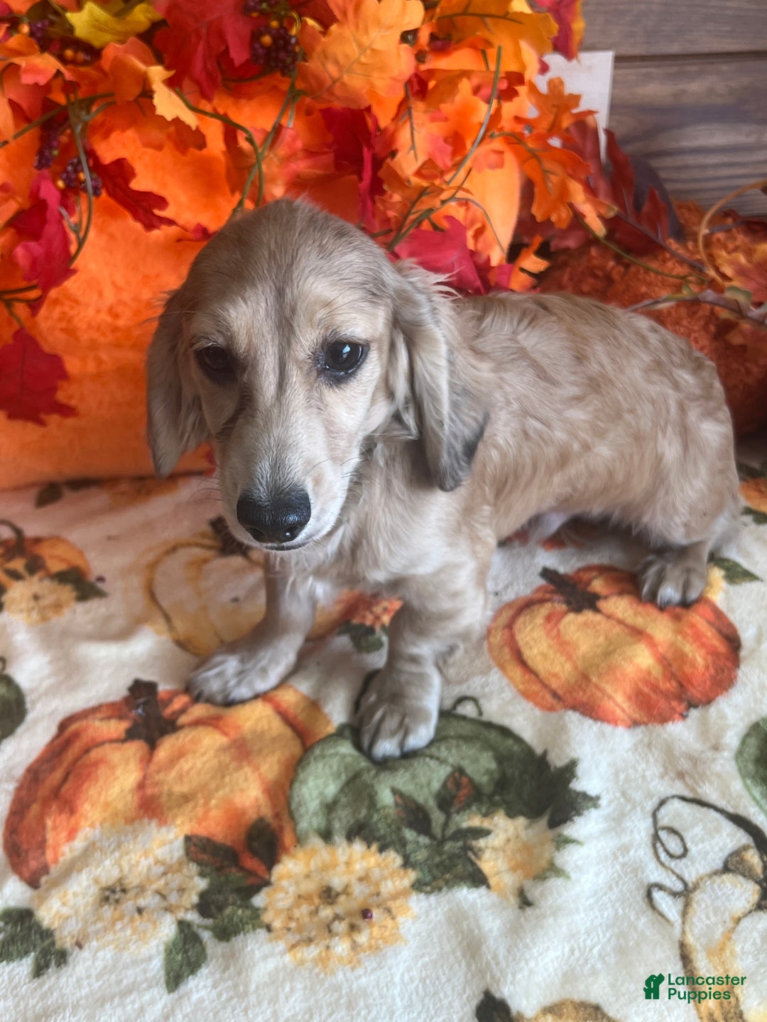 Dachshund dogs for sale: Daniel - Ad 3
