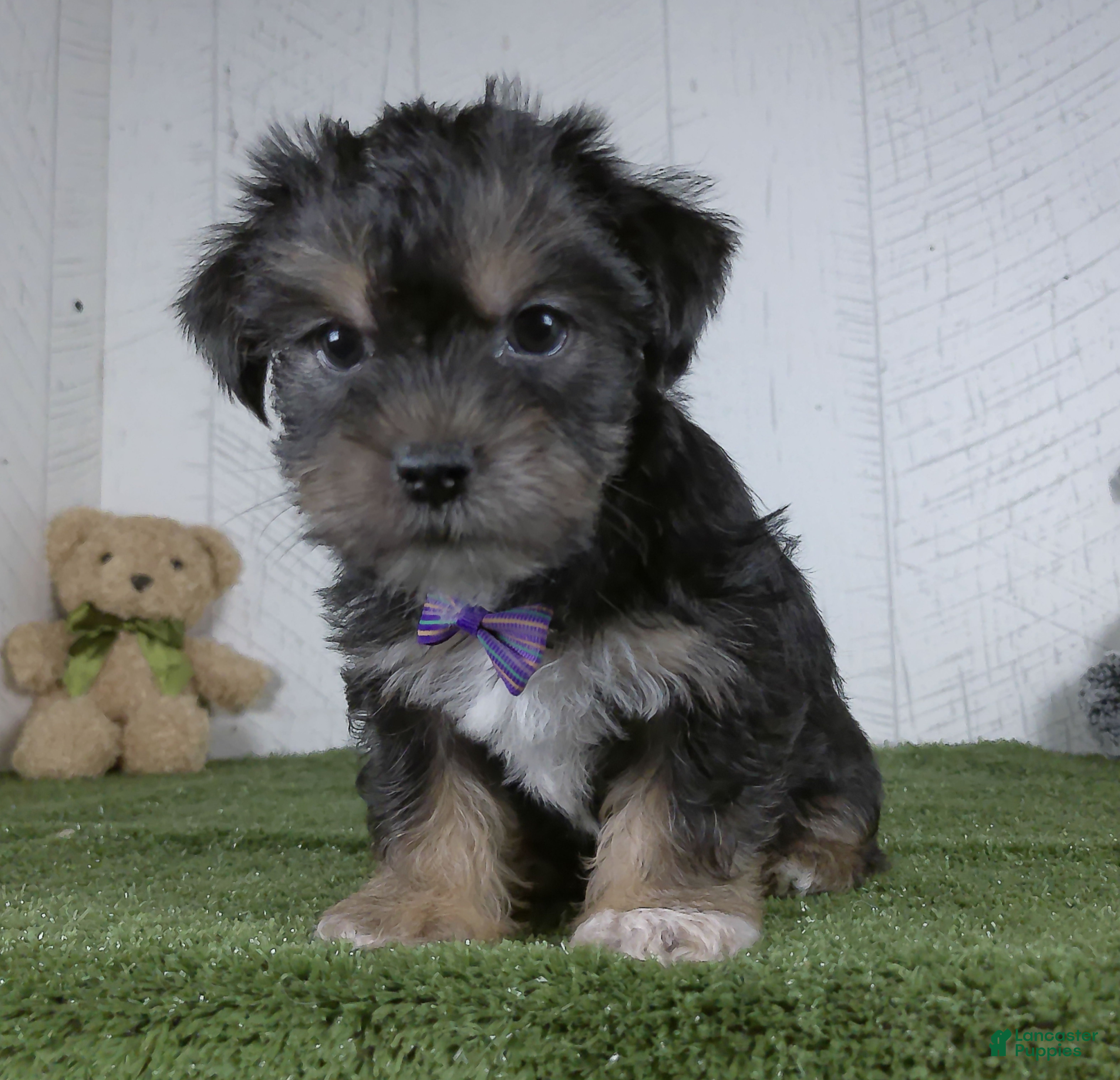 Shorkie dogs Earl - Ad 1