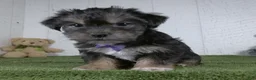 Shorkie dogs for sale: Earl - Ad 1