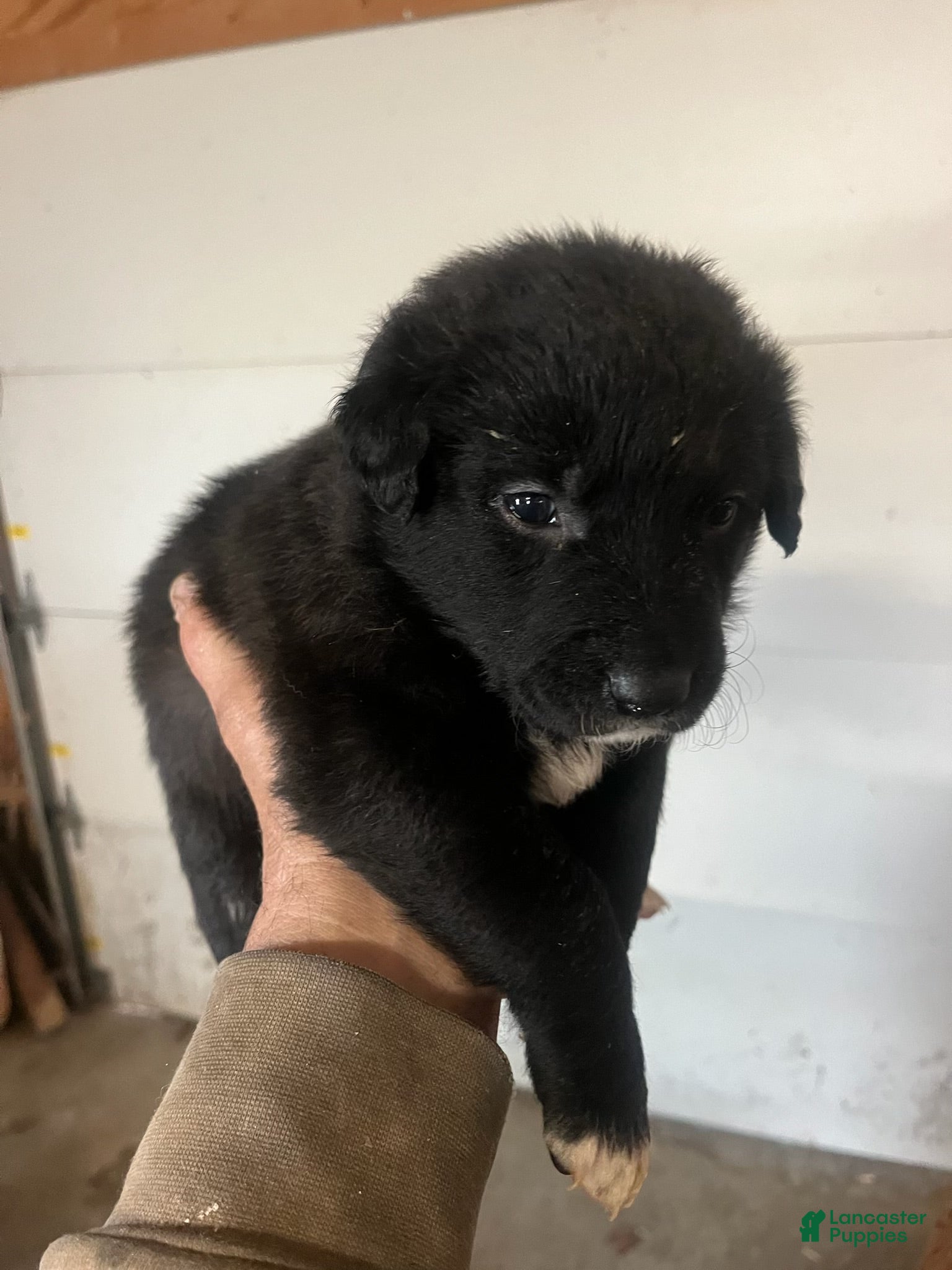 Mixed Breed dogs Mixed Breed Puppy 3 - Ad 2