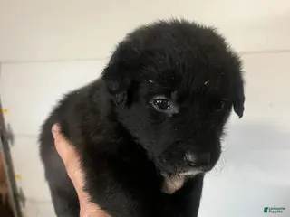 Mixed Breed dogs Mixed Breed Puppy 3 - Ad 2