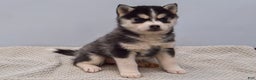 Pomsky dogs for sale: Essie - Ad 2