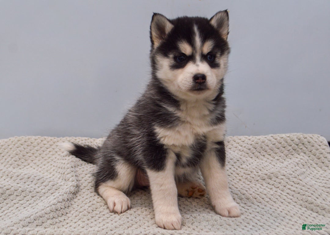 Pomsky dogs for sale: Essie - Ad 2