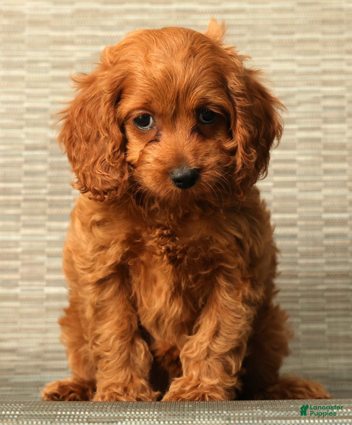 Cockapoo dogs Stella - Ad 1