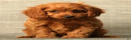 Cockapoo dogs for sale: Stella - Ad 7