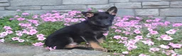 German Shepherd dogs for sale: Buddy  - Ad 7