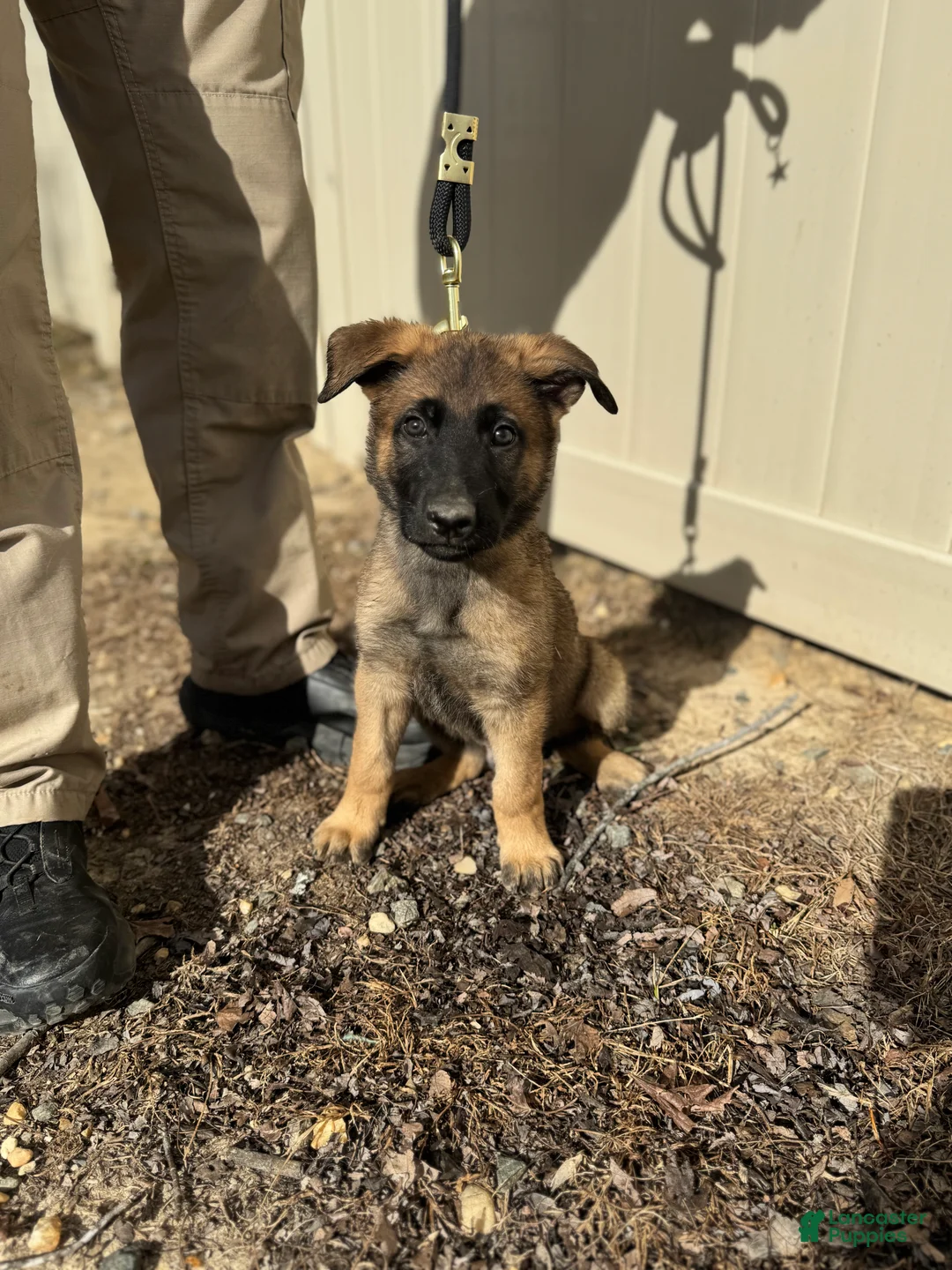 Mixed Breed dogs for sale: Blue - Ad 3