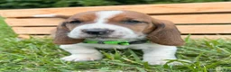 Basset Hound dogs for sale: Oliver - Ad 21