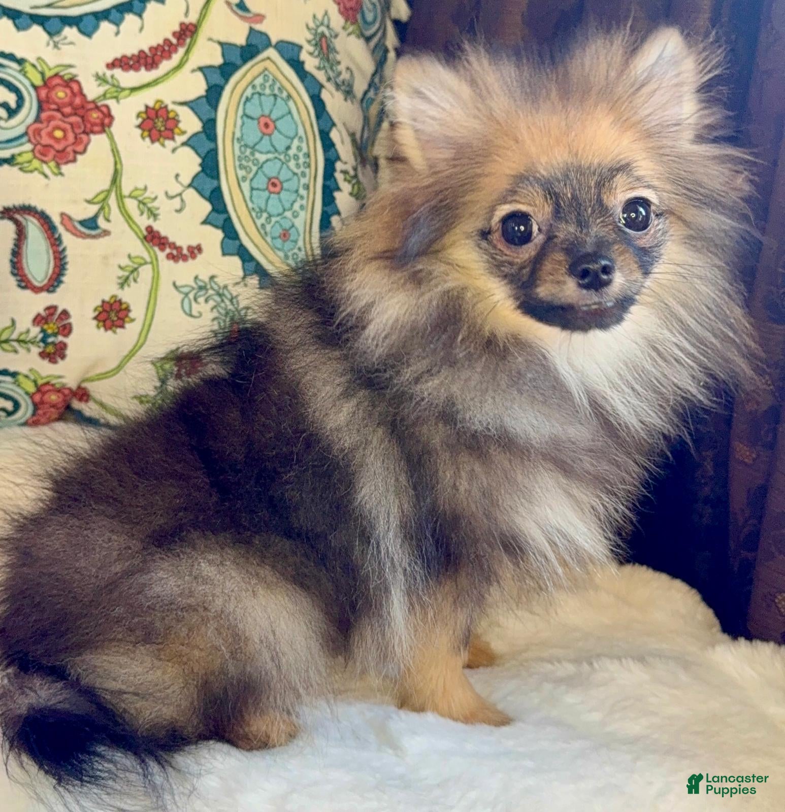 Pomeranian dogs Pomeranian Puppy Ruby - Ad 42