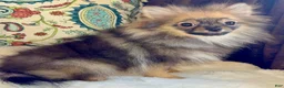 Pomeranian dogs for sale: Pomeranian Puppy Ruby - Ad 1