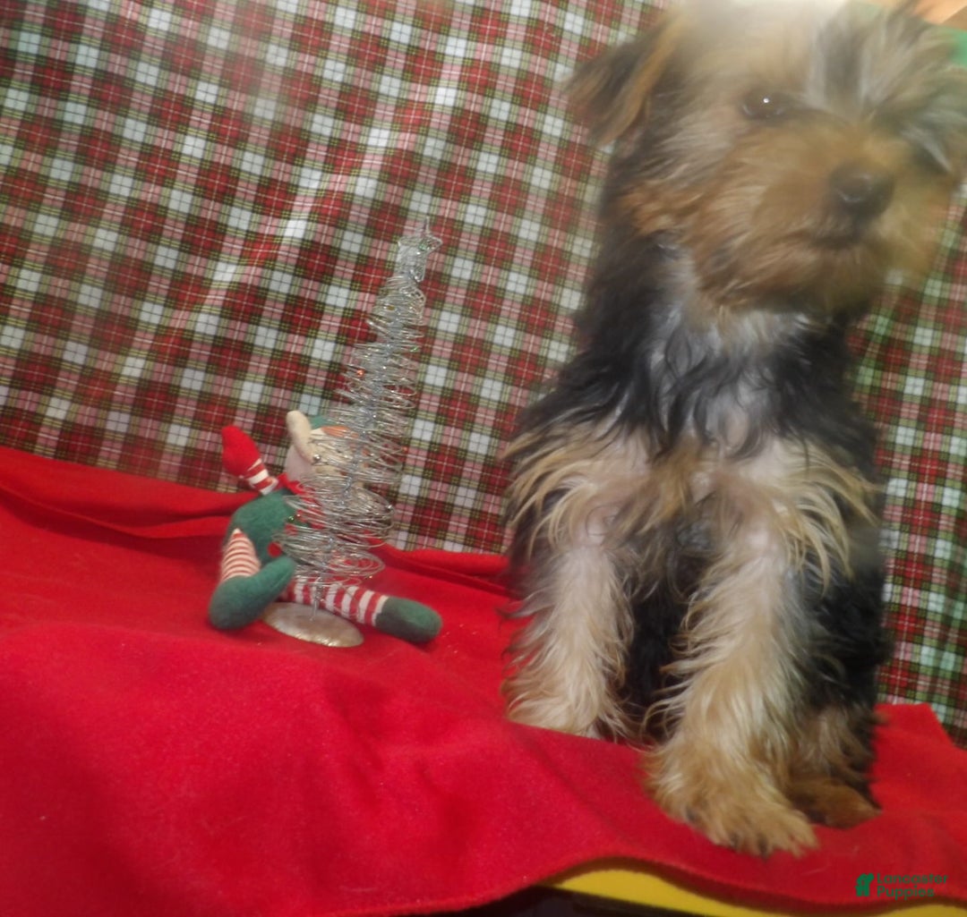 Yorkshire Terrier dogs for sale: Charlie - Ad 1