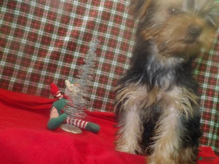 Yorkshire Terrier dogs Charlie - Ad 15