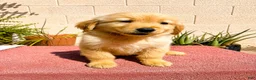 Golden Retriever dogs for sale: Golden Retriever 2 - Ad 2