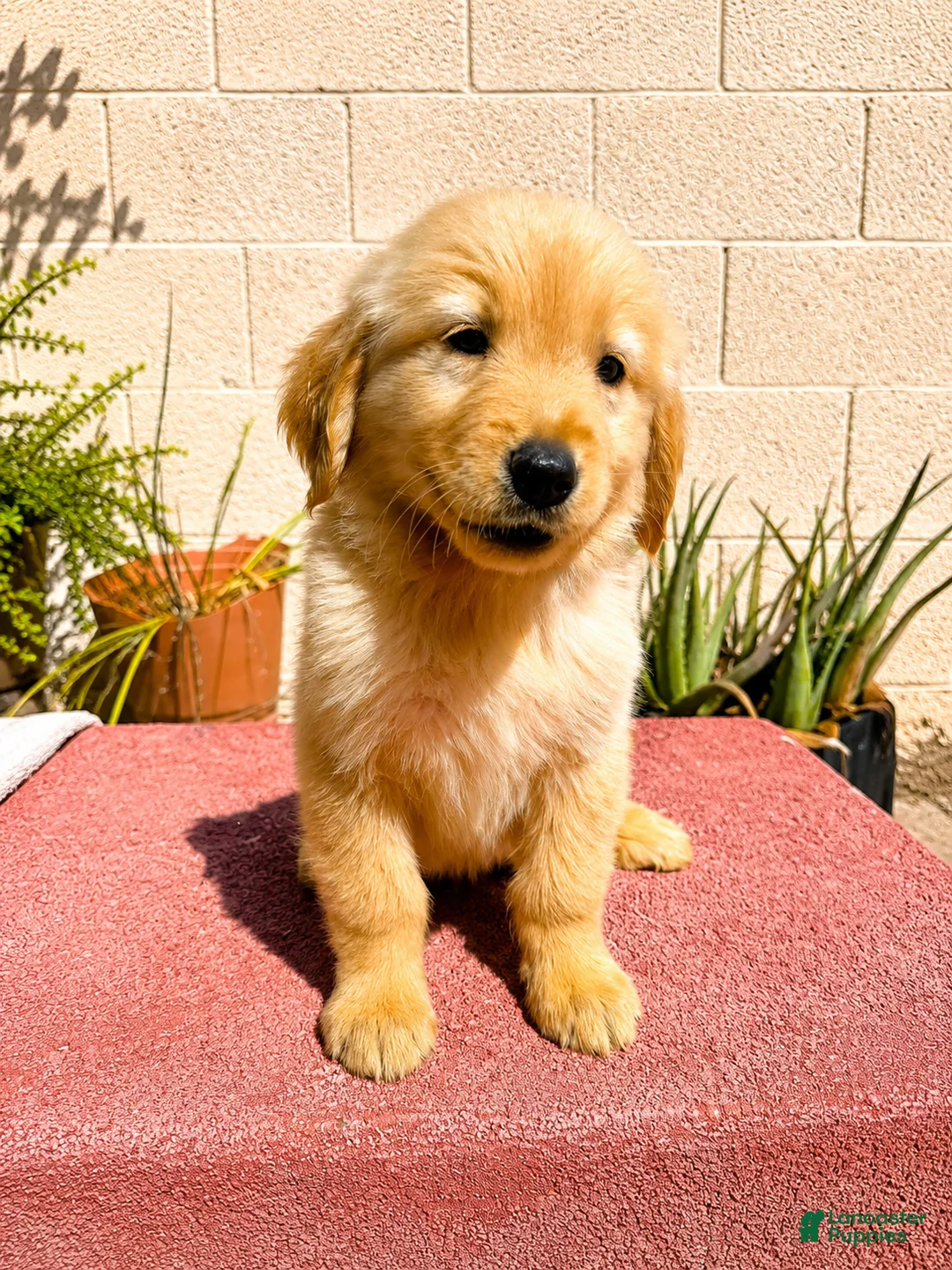 Golden Retriever dogs for sale: Golden Retriever 2 - Ad 2