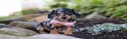Miniature Dachshund dogs for sale: Stella - Ad 6