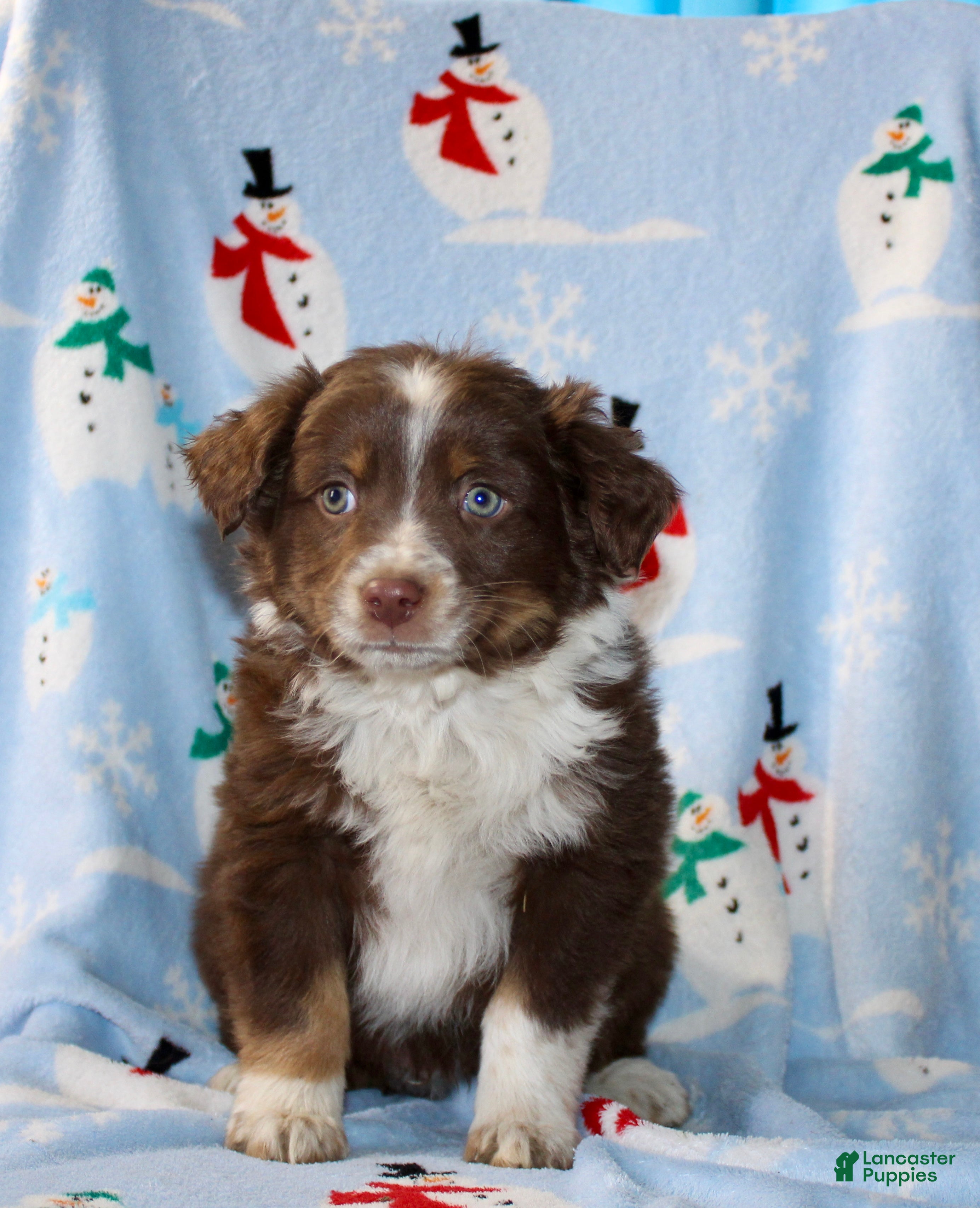 Australian Shepherd dogs Duke - Ad 10