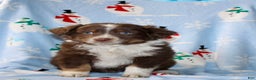 Australian Shepherd dogs for sale: Duke - Ad 1