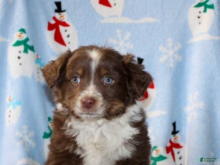 Australian Shepherd dogs Duke - Ad 11