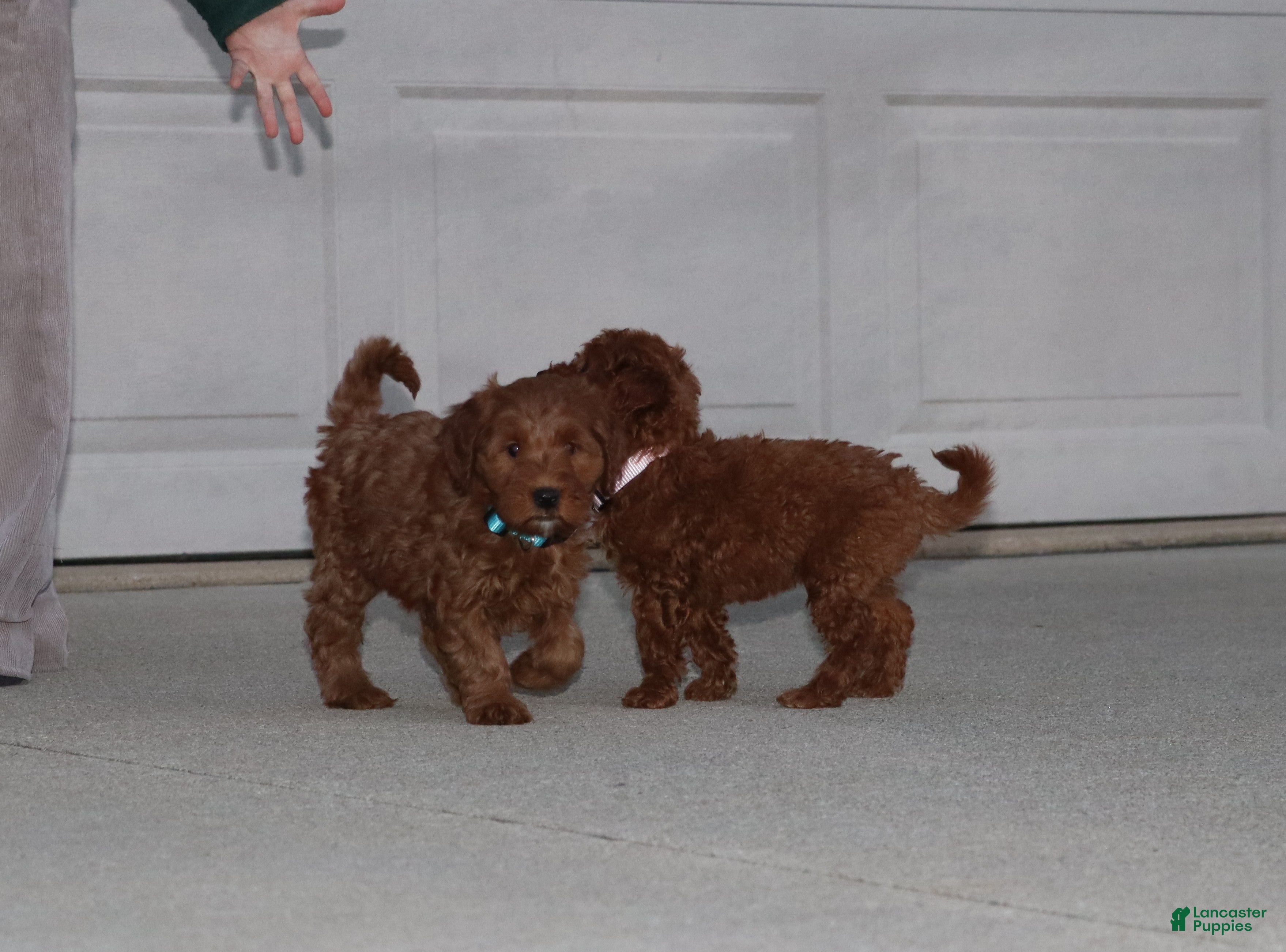 Mini Goldendoodle dogs for sale: Miley 💗  13-20 Estimated Adult - Ad 2