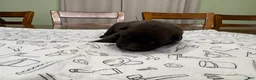 Belgian Malinois dogs for sale: Birch (gray) - Ad 3