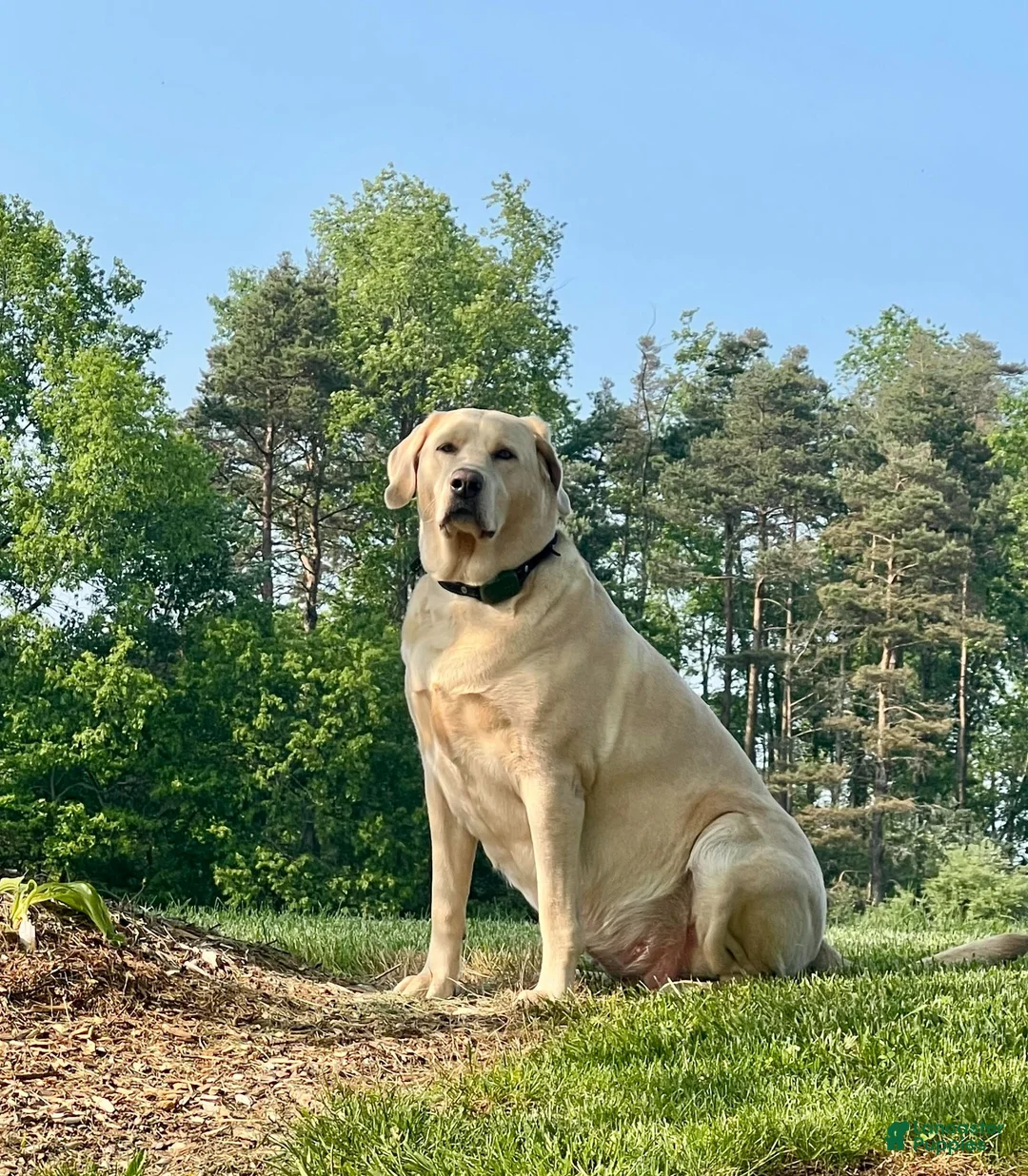 Labrador Retriever dogs for sale: Labrador Retriever Green - Ad 2