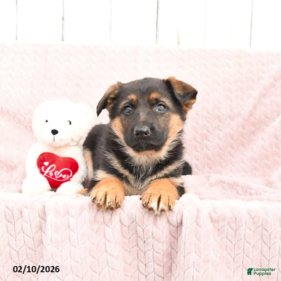 German Shepherd dogs Sasha - Ad 36