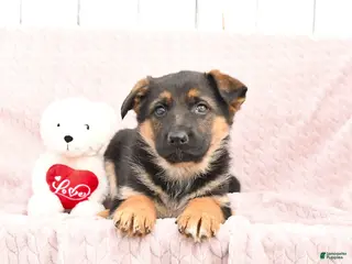 German Shepherd dogs Sasha - Ad 36