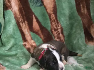 Saint Bernard dogs Red Female - Ad 9