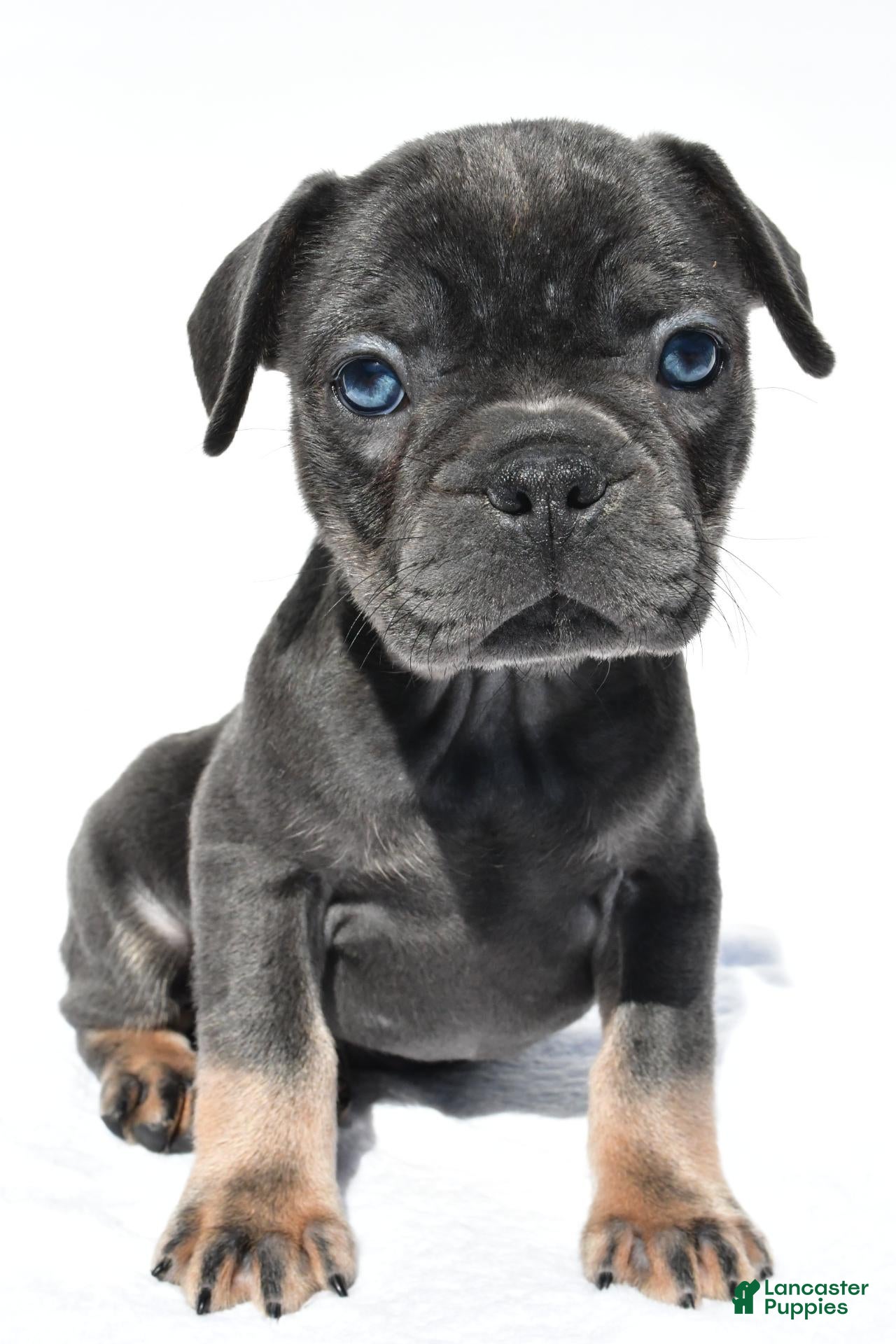French Bulldog dogs Cooper - Ad 2
