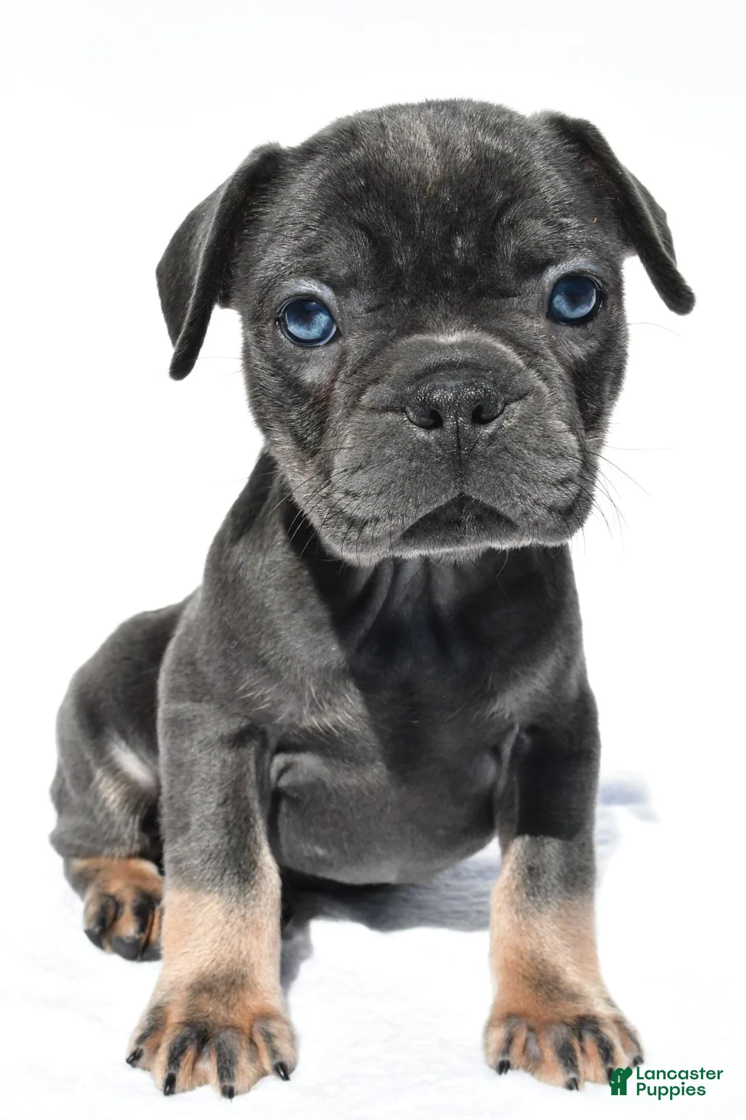 French Bulldog dogs for sale: Cooper - Ad 2