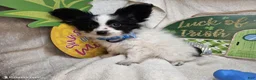 Papillon dogs for sale: Viking the Valiant puppy - Ad 2