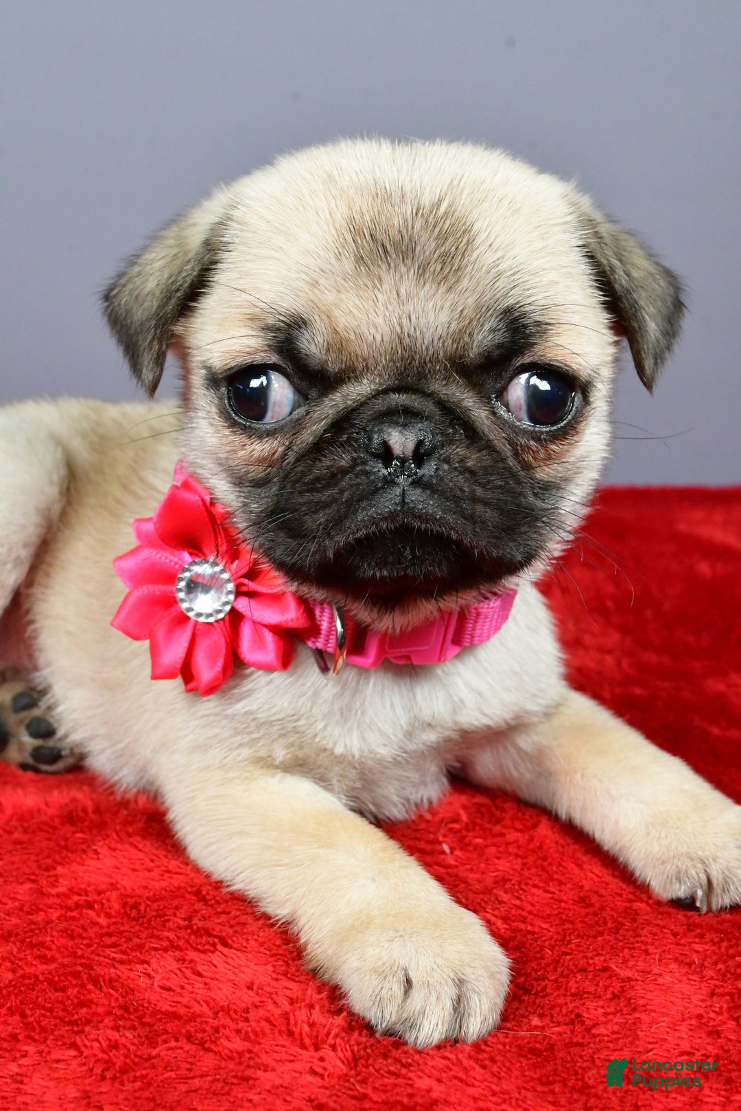 Pug dogs for sale: Tessa - Ad 3