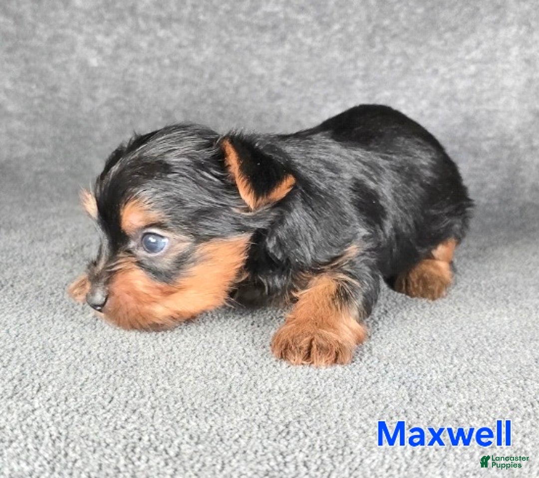Yorkshire Terrier dogs for sale: Maxwell - Ad 8