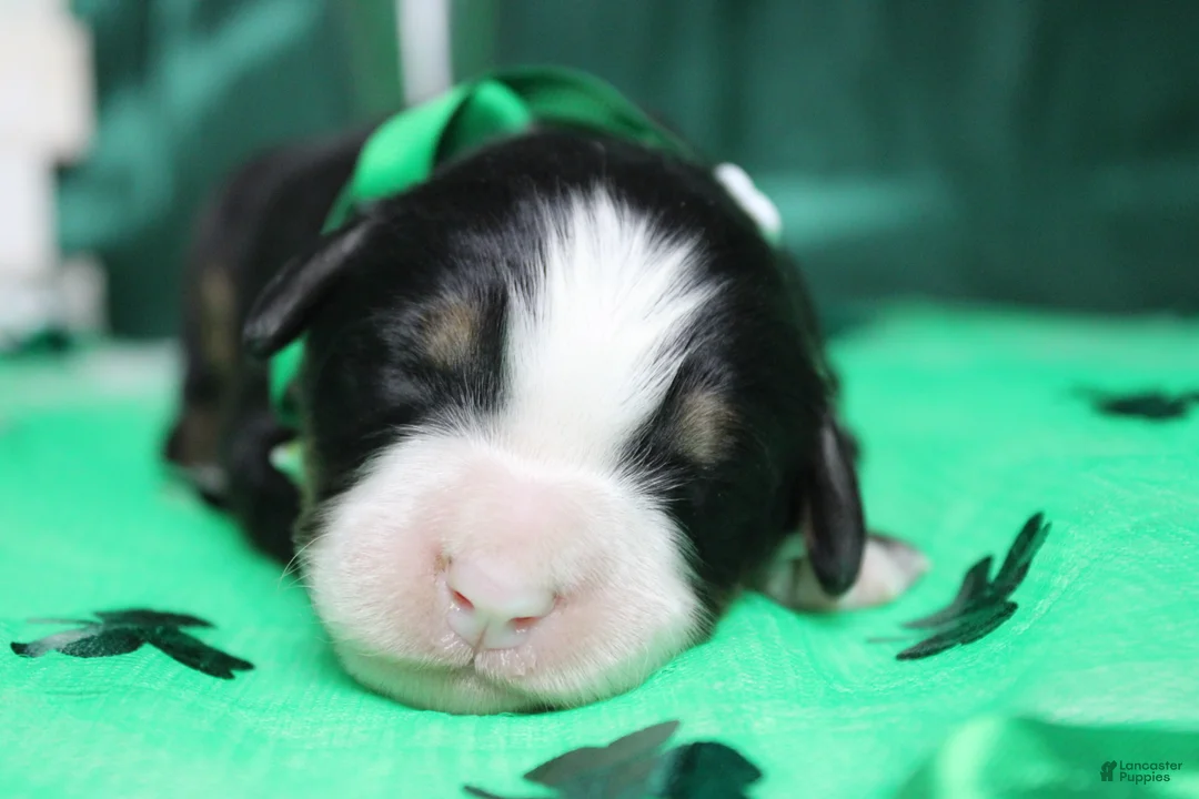 Bernese Mountain Dog dogs for sale: Riley  - Ad 1