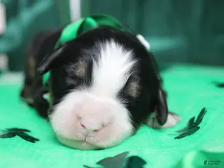 Bernese Mountain Dog dogs Riley - Ad 14