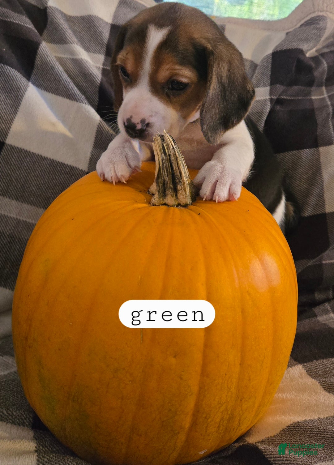 Beagle dogs for sale: Hershey/green - Ad 2