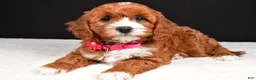 Cavapoo dogs for sale: Bailey - Ad 1