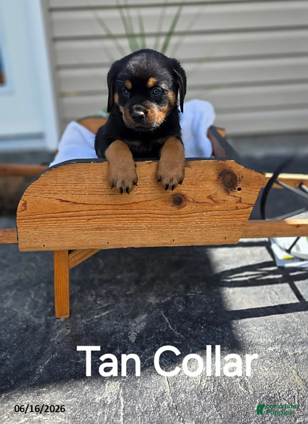 Rottweiler dogs for sale: Tanner - Ad 1