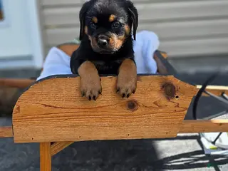 Rottweiler dogs Tanner - Ad 18