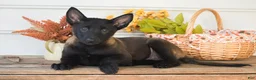 Belgian Malinois dogs for sale: Destiny - Ad 2
